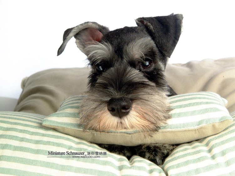 Смешные шнауцеры