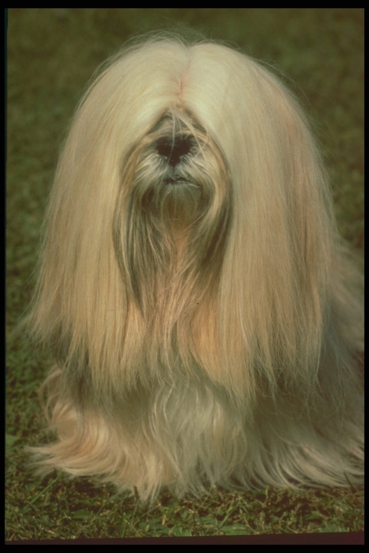 Собака с длинной челкой