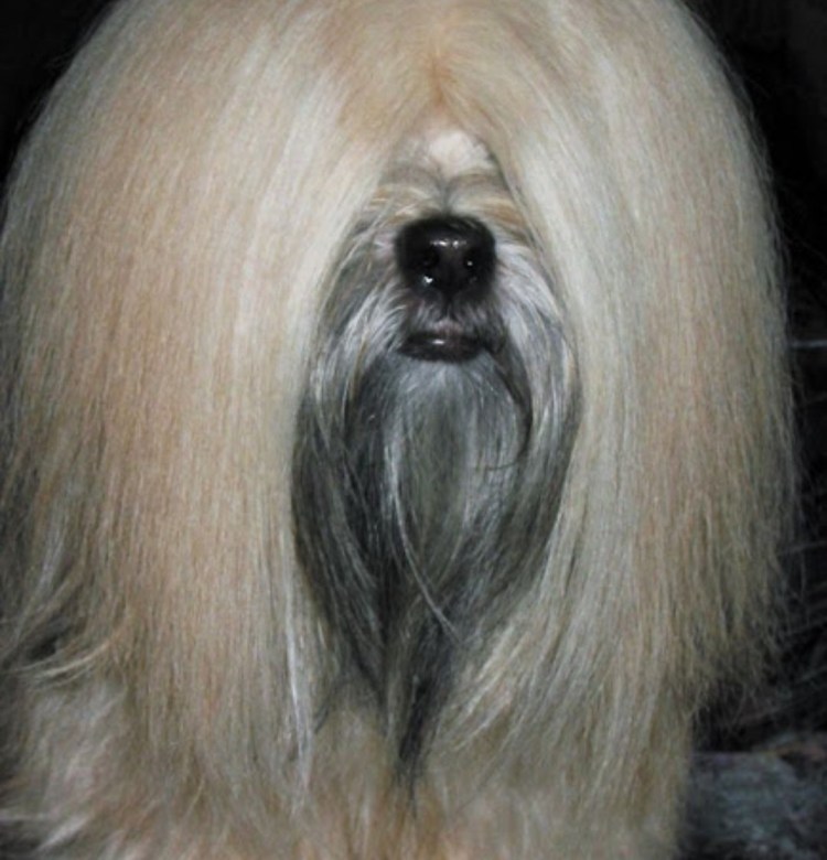 Волосатая собака