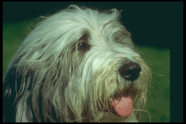 Собака с челкой на глазах порода