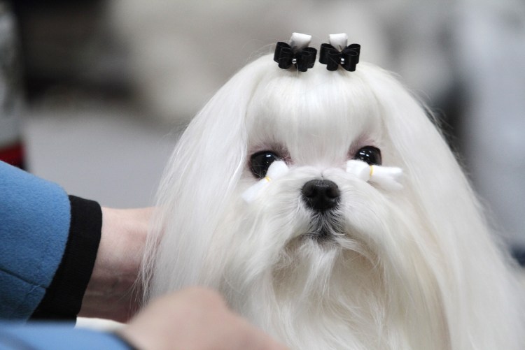 Мальтийская болонка