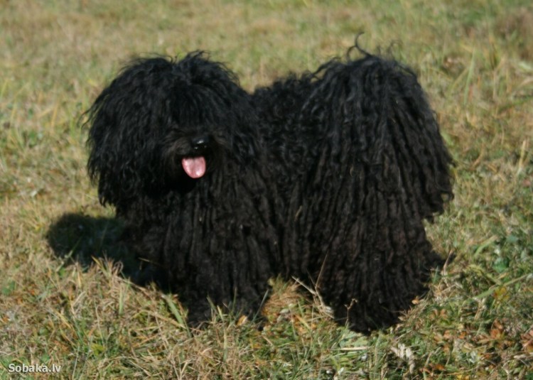 Породы пули (венгерская овчарка)