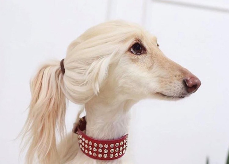 Афганская борзая с хвостиком