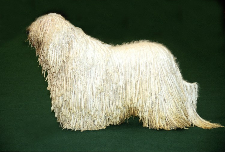 Комондор венгерская овчарка