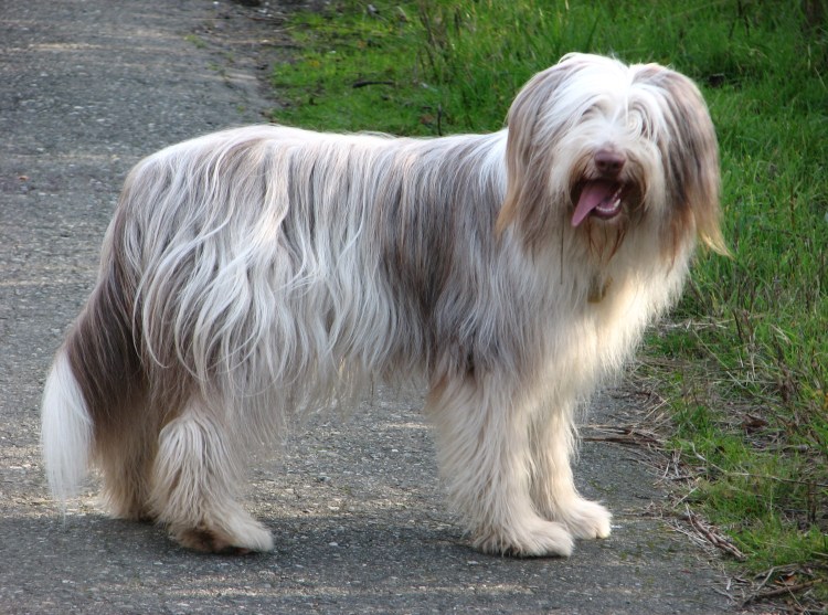 Бородатая коала