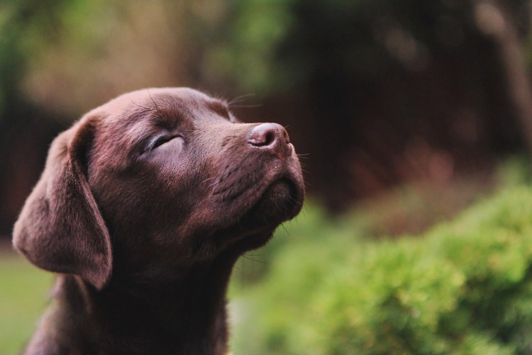Шоколадный лабрадор с голубыми глазами