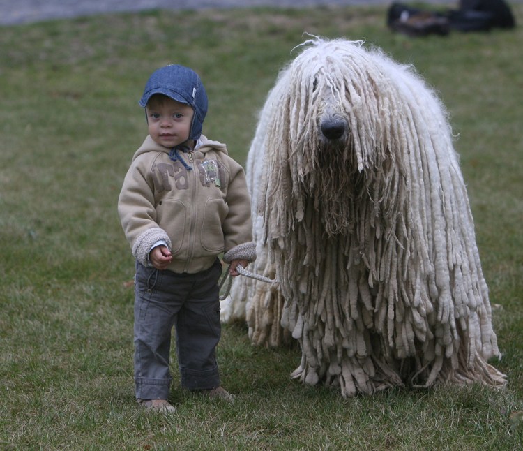 Венгерский Комондор собака