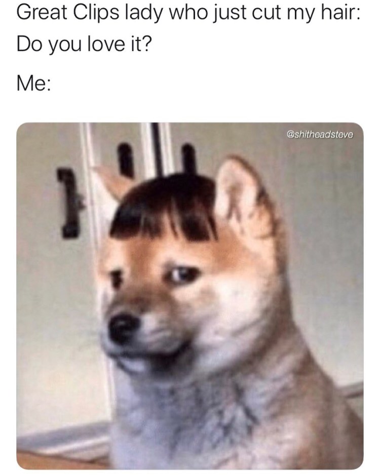 Собака с челкой