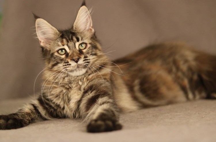 Мейн кун метис