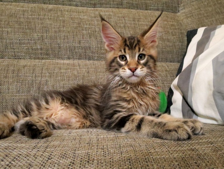 Метис Мейн куна и бенгала