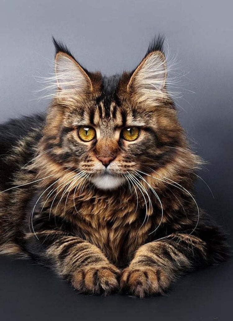 Котята Мейн кун