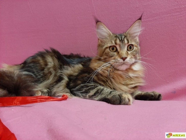 Бенгальский кот метис полосатый