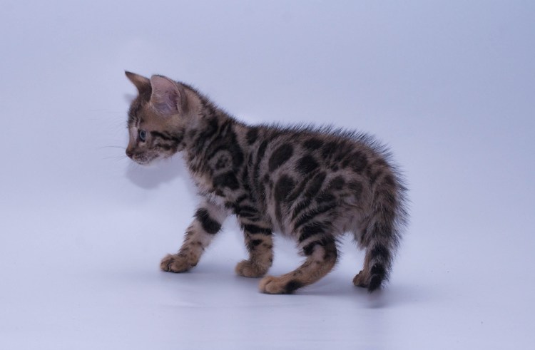 Камышовый кот и Мейн кун