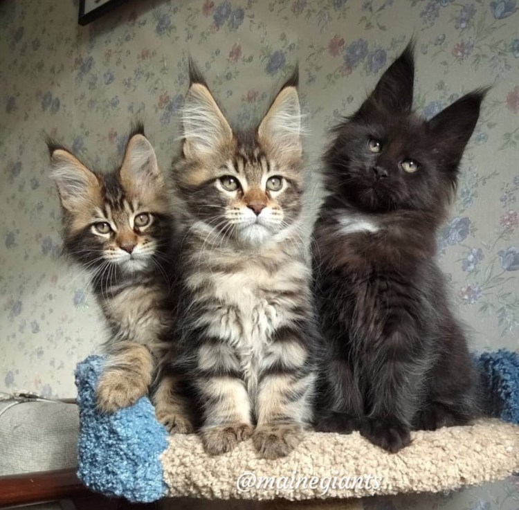 Бенгальский Мейн кун