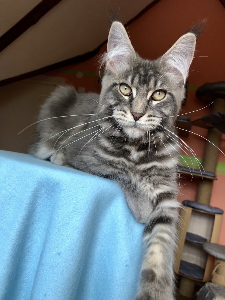 Метис Мейн куна и бенгала