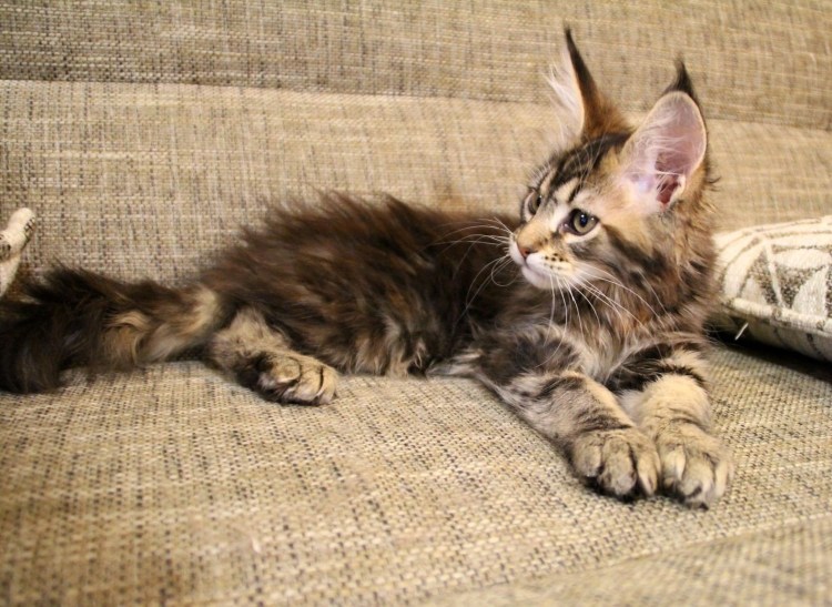 Мейн кун и Бенгальская кошка