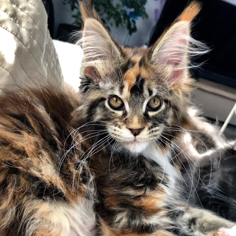 Бенгальский кот