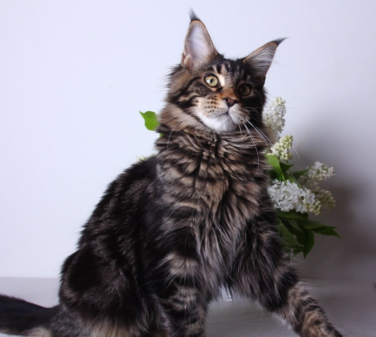 Кошка Мейн кун