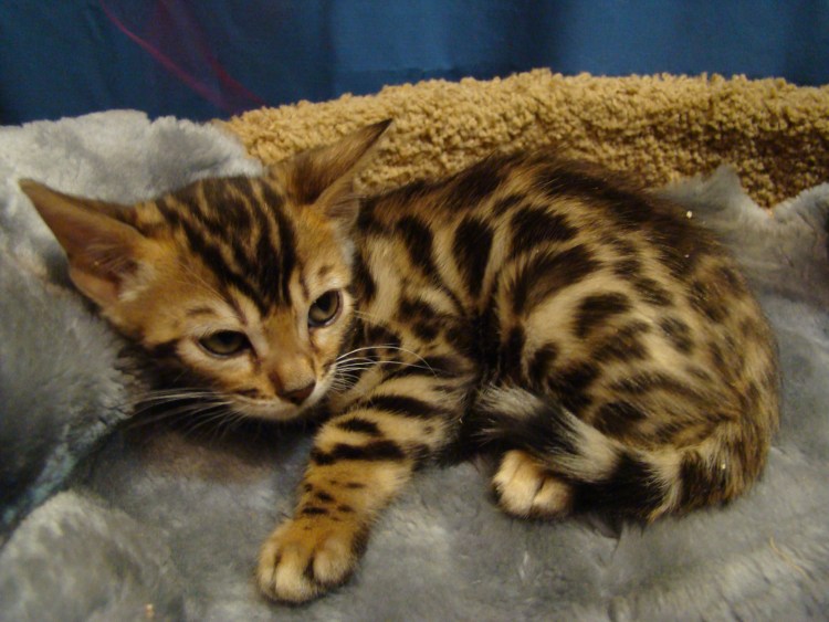 Елва питомник бенгальских