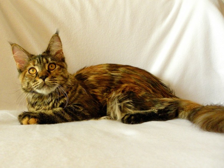 Британский Мейн кун