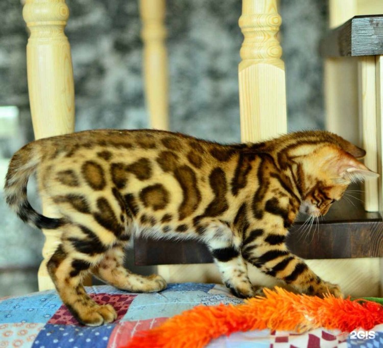 Мейн кун рыжий котенок 6 месяцев