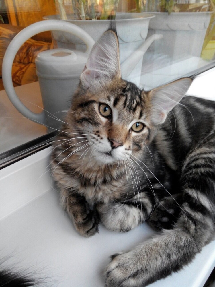 Помесь Мейн куна