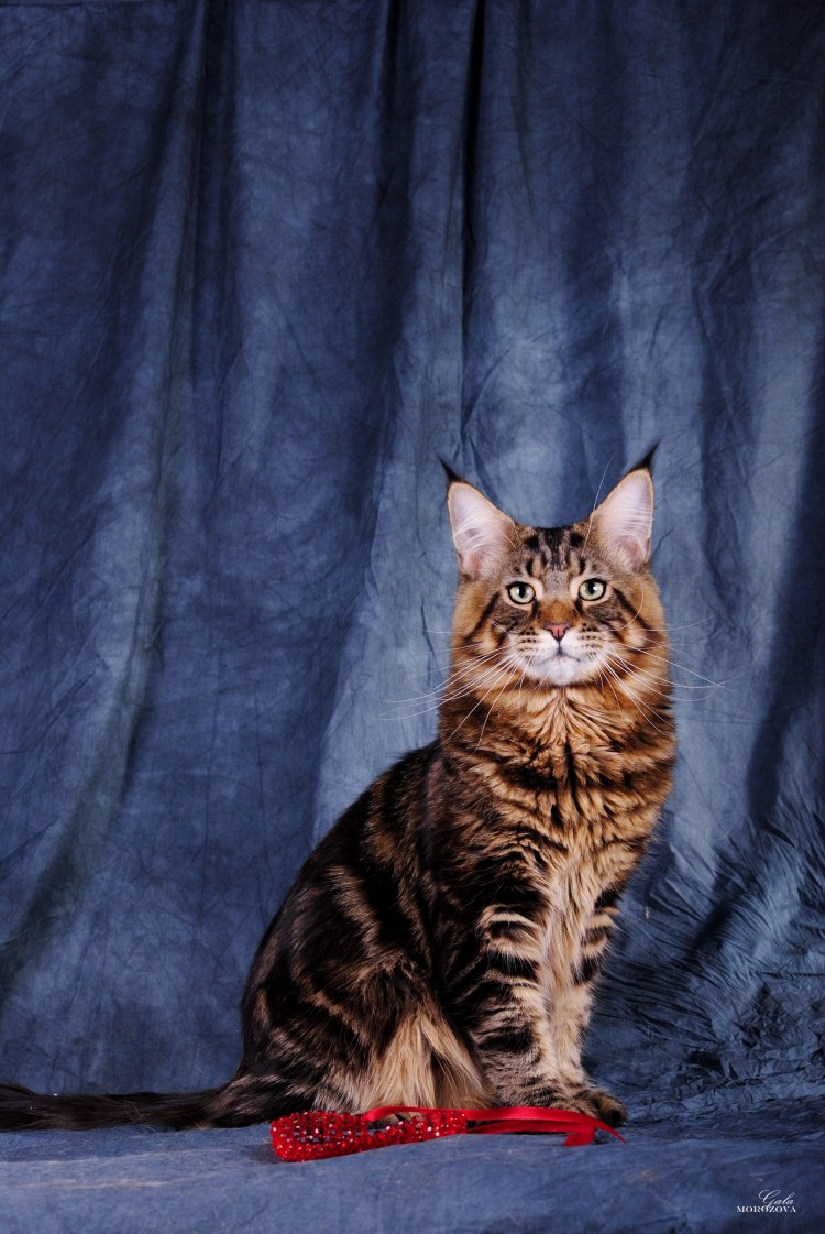 Метис Мейн куна и бенгала