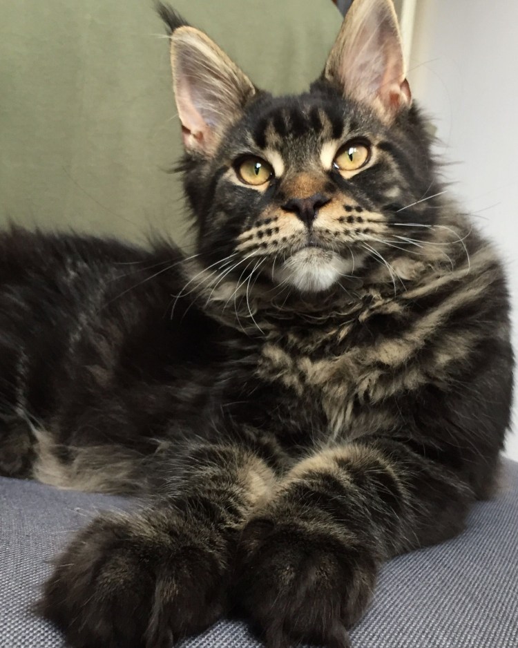 Бенгальская кошка на травке