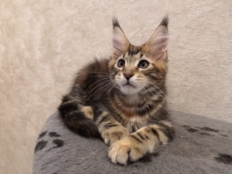 "MOSBOGEMA" питомник Мейн кунов