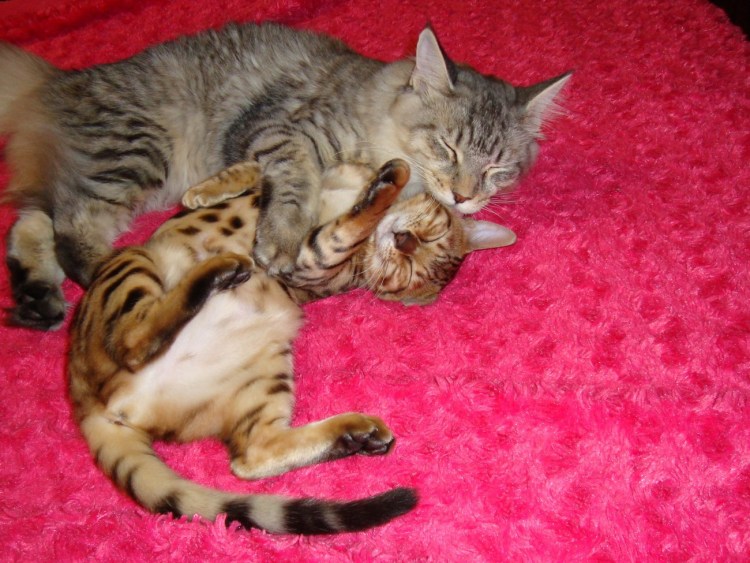 Метис Мейн куна и сфинкса