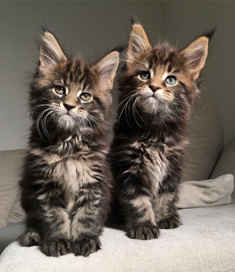 Мейн кун в совладение