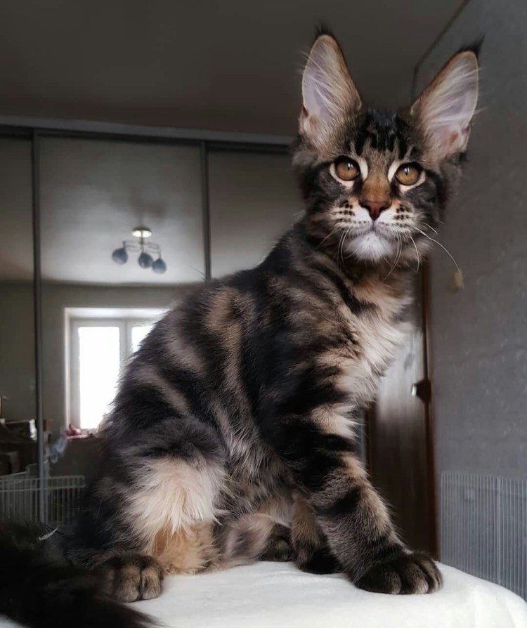 Фото кошки Мейн кун в 1 год