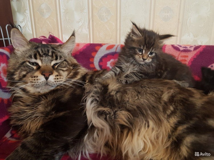 Рыжий кот Мейн кун