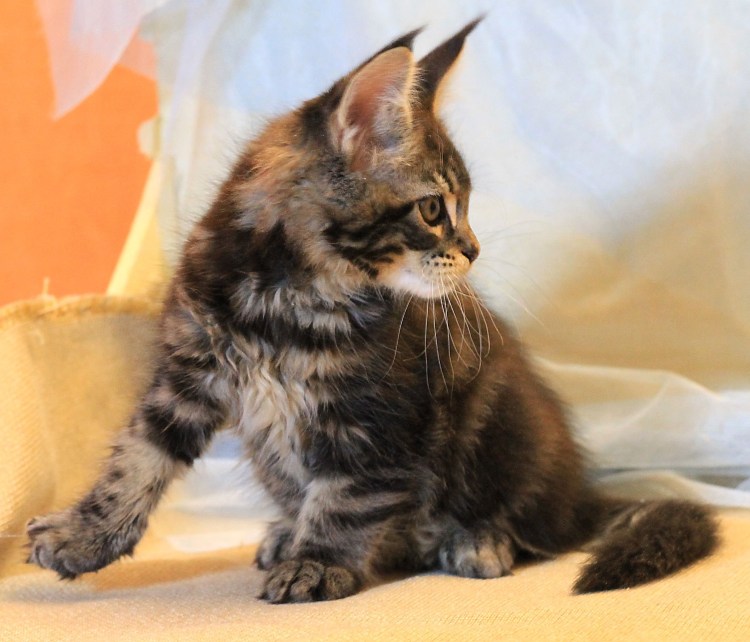 Мейн кун и Бенгальская кошка