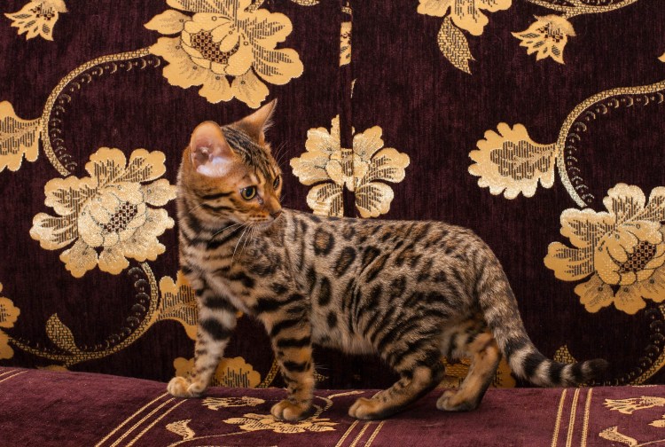 Рацион Мейн куна