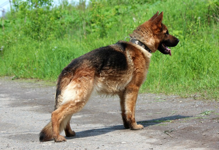 Толстая немецкая овчарка