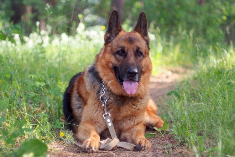 Немецкая овчарка Wolf del Colle Verde