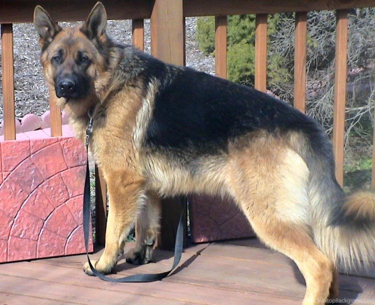 Толстый щенок немецкой овчарки