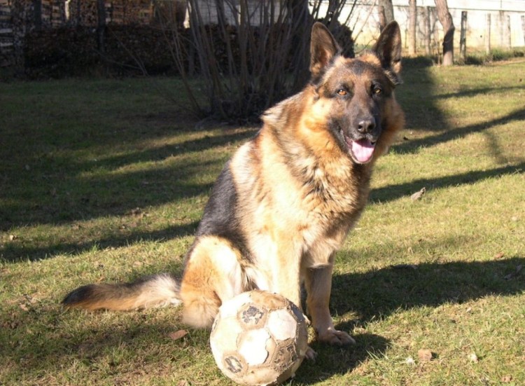 Смешные щенки немецкой овчарки