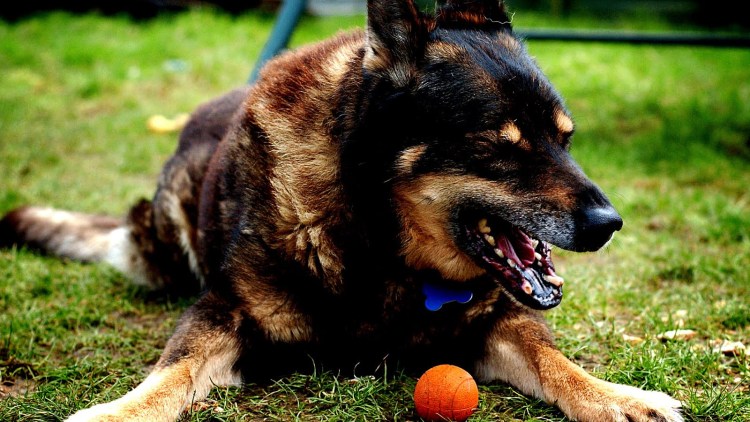 Немецкая овчарка Вольф