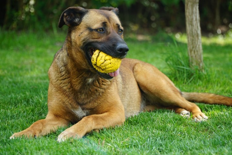 Немецкая овчарка Шеферд