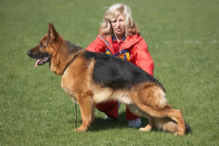 Немецкая овчарка Тассо