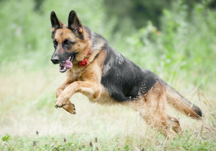 Натц с лесного немецкая