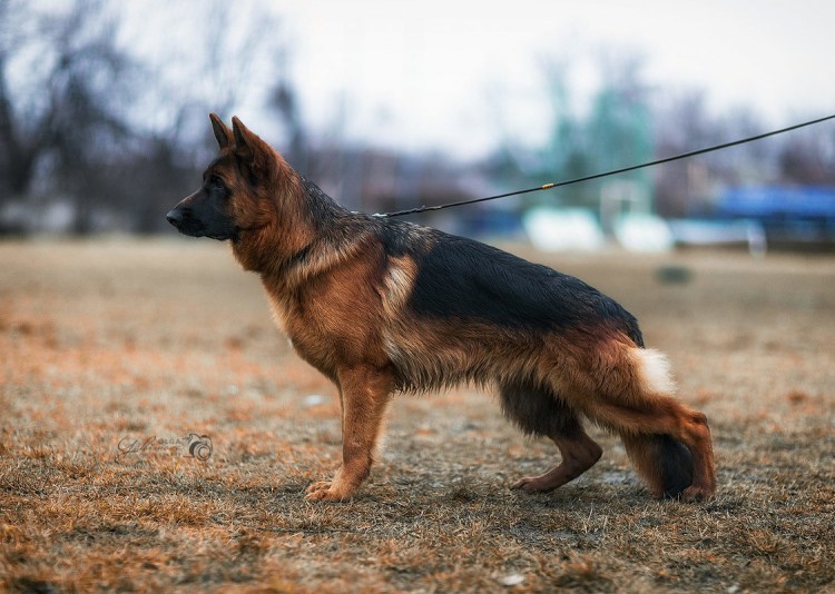 Упитанная овчарка