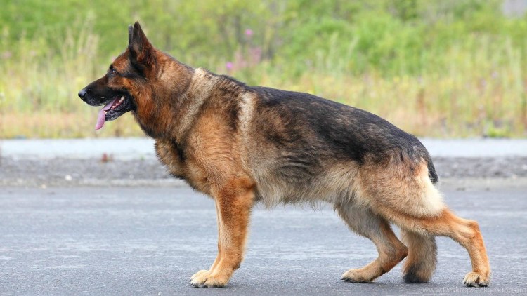 German Shepherd немецкая овчарка