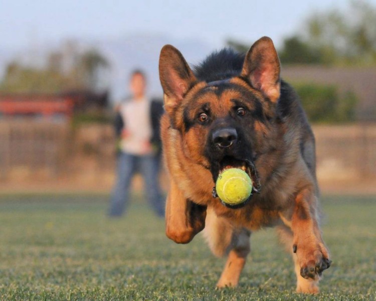 Собака немецкая овчарка