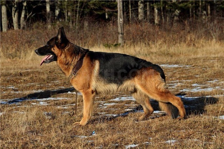 Голландская овчарка Квазимодо