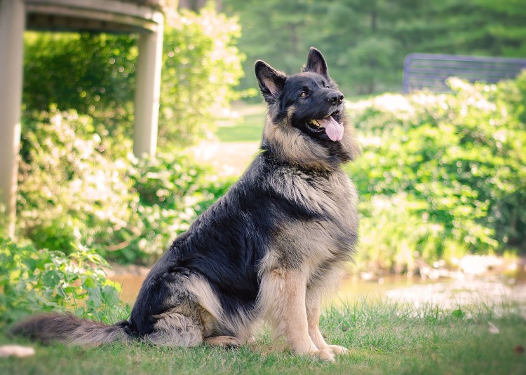 Немецкая овчарка Квазимодо
