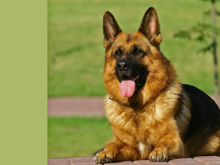 Толстая овчарка