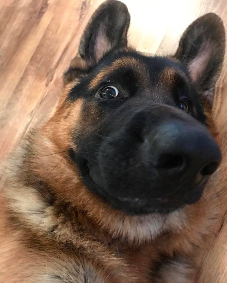 Царская овчарка